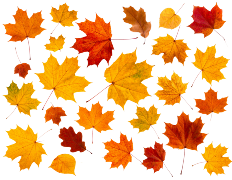 Set of Falling Autumn Leaves in Mid-Air, Realistic Style, transparent background - Powered by Adobe