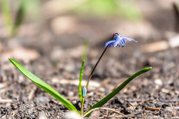 Siberian squill, wood squill, Scilla siberica meadow plant with blue blossom in grass. Spring flower background