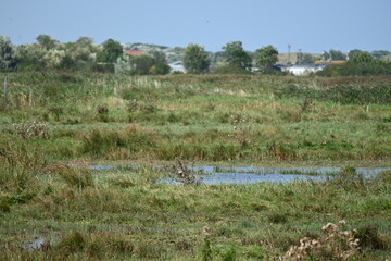 field water flake with house in the back