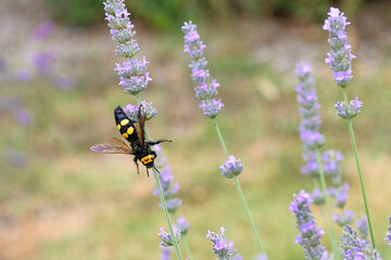 European Mammoth Wasp