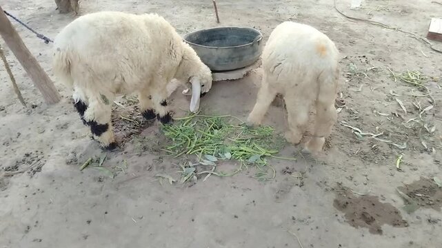 Two White Sheep Eating Green Fodder in a Rural Village | Traditional Livestock Feeding Scene in Pakistan


