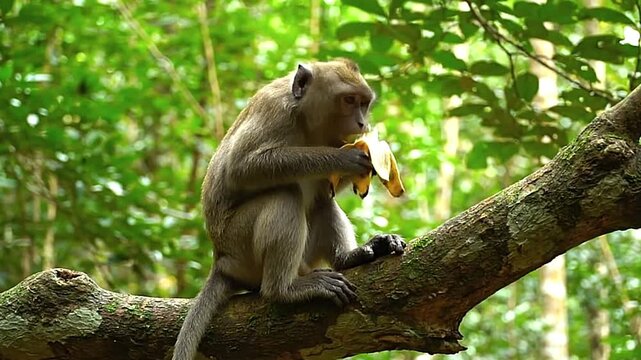 A monkey sits on a tree branch eating a banana surrounded by lush green foliage