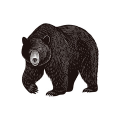 Detailed vector illustration of a majestic bear, intricate line work and bold contrasts. Perfect for wildlife themes, graphic design projects, educational material. Engraved, stamp, woodcut vintage. 