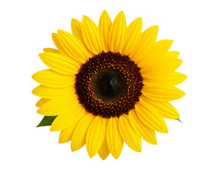 Bright Yellow Sunflower with Green Leaves, Full Bloom, Transparent PNG