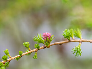 Larch tree fresh pink cones blossom at spring on nature background