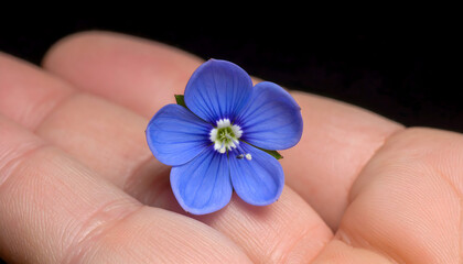 Delicate Blue Flower Held Gently in a Hand