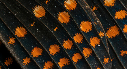 The delicate, detailed structure of a butterfly wing, with striking black, orange, and white patterns.

