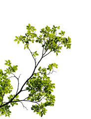 Green leaves with branch on transparent background (png file).