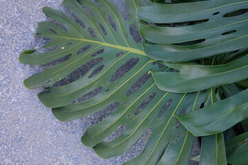 green leaf on concrete 