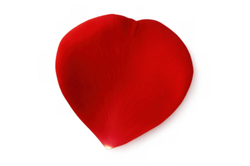 Delicate red rose petal falling, transparent backdrop highlighting elegant floral softness and passionate crimson hue