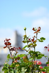 spring flowers in the sky