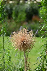 thistle flower in the garden