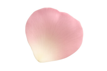 Delicate pink rose petal isolated on a transparent background, perfect for romantic or beauty-themed projects