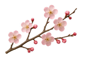 Pink plum blossoms and buds blooming on a branch with transparent background, perfect for spring designs