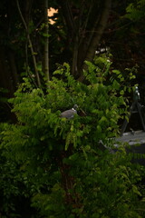 pigeon on a tree