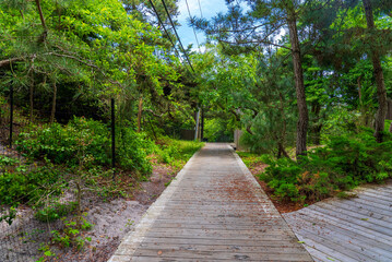 Public boardwalk surrounded by trees in Fire Island, New York State.