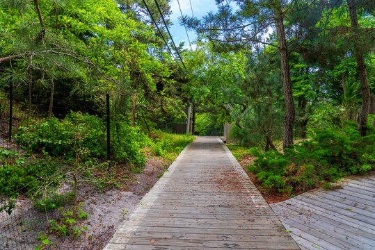 Public boardwalk surrounded by trees in Fire Island, New York State.