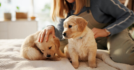 Woman, hands and dog with puppy or labrador for animal welfare or healthcare on bed in home. Female...