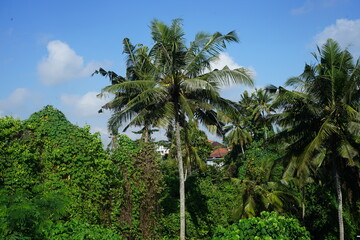 Fototapeta premium tropical garden