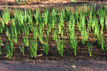 Onion Seedlings. Plant of onion in rows at farm field at country side