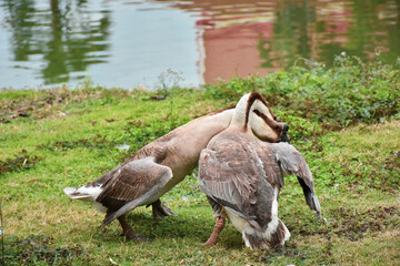 Adult Canada Goose with goslings eating in green grass. Canada geese frequently establish breeding colonies in urban and cultivated areas, which provide food and few natural predators.
