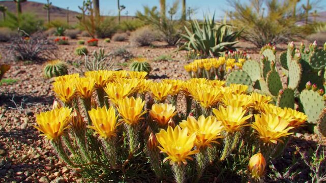 Golden petals dance in the desert wind, a vibrant ode to nature's summer beauty