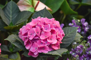 pink hydrangea flowers