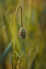Field poppies against a blurred background on a sunny day in June.