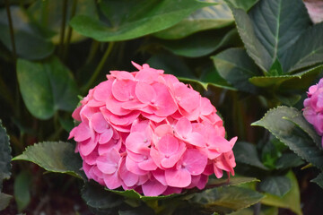Blossoming hydrangea or hortensia flowers with gentle franrance and fragile fresh pink and violet petals
