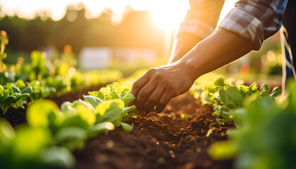 Farmer's hands tending to young lettuce plants in the golden light of the setting sun