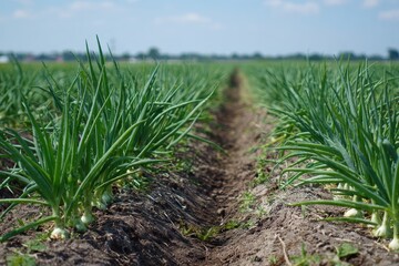 Green onion field rows stretch to the horizon under a clear sky. It represents agriculture, local produce, or healthy eating lifestyle.