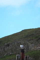a view of the mountain with seagull