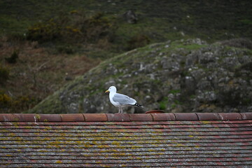 seagull standing on rock in middle of mountain close to beach