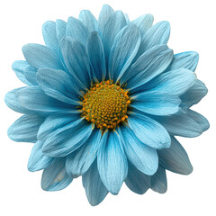Vibrant Blue Daisy Flower Blossom with Yellow Center, Isolated on White Background