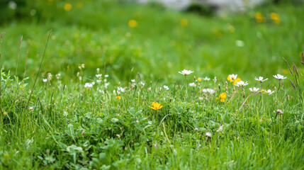 Vibrant meadow filled with colorful wildflowers and lush green grass creates serene and peaceful atmosphere