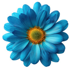 Single Blue Daisy Flower Isolated on White Background