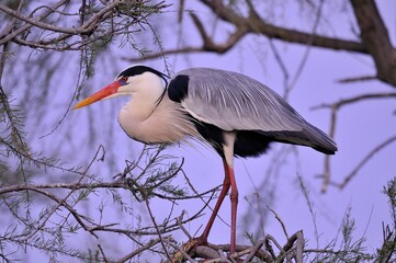 Grey heron in the wild – Ardea cinerea