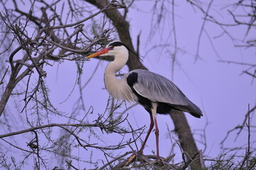 Grey heron in the wild – Ardea cinerea