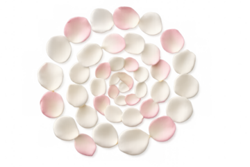 Soft pink and white rose petals forming graceful spiral pattern, highlighting delicate floral symmetry against clear backdrop