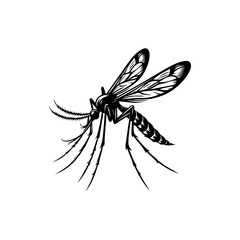 Detailed Black and White Mosquito Illustration.