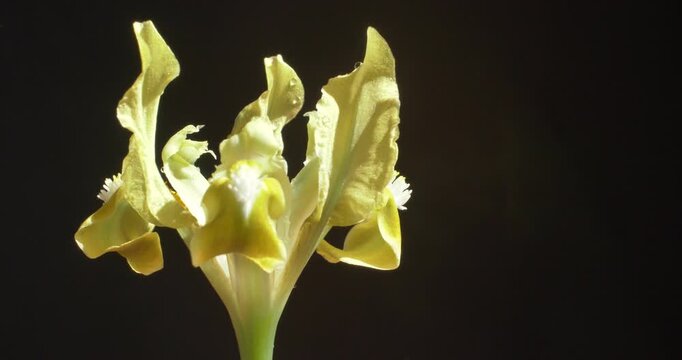 A beautiful yellow wild iris with dew drops and in bright rays of light rotates on a black background. Macro video. Congratulatory floral background with free space for text