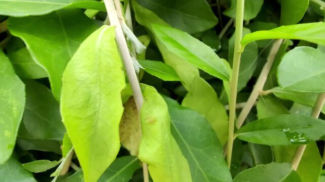 close-up shot moving smoothly to the right through dense, lush green leaves. The fresh and vibrant foliage creates a calming natural atmosphere, ideal for use in environmental themes, nature documenta