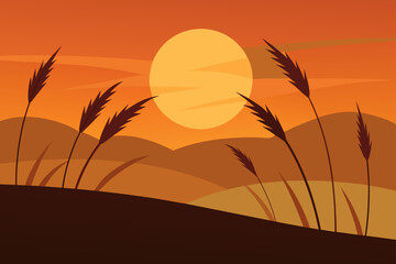 sunset lighting dry grass