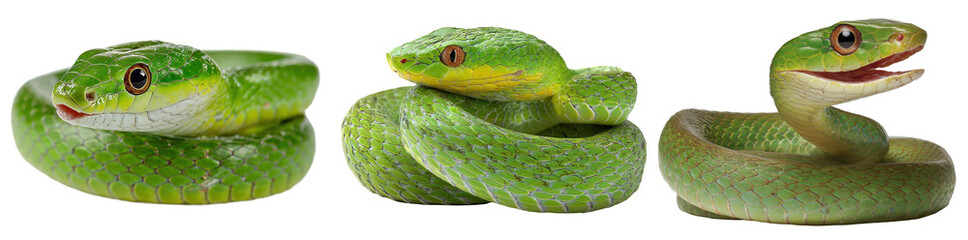 set of oriental whip snake coiled isolated on transparent background