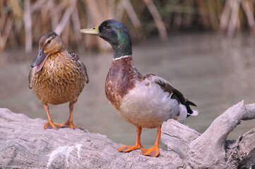 Close-up of a duck near the water