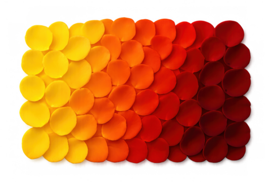 Rose petals arranged on transparent background, creating a gradient from yellow to red, perfect for design projects
