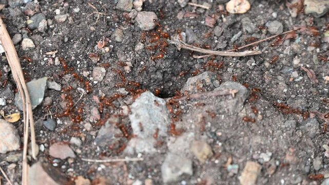 Red imported fire ant, Action of fire ant. Ants going in and out of their colony