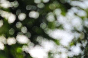 デザイン的な植物の隙間から望む光る海