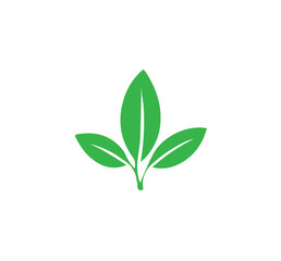 green leaves isolated on white background