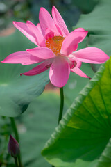 Fototapeta premium Beautiful blooming pink lotus